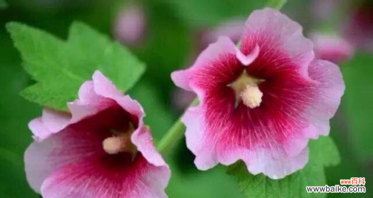 解读蜀葵的美丽与意义 揭秘蜀葵的花语