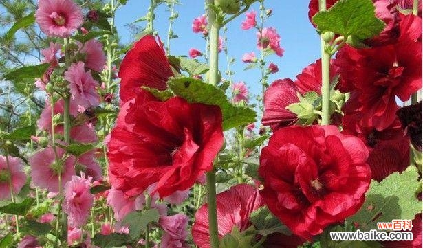 解读蜀葵的美丽与意义 揭秘蜀葵的花语