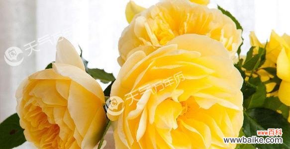 解析黄玫瑰的花语和象征意义，了解生活中的应用 黄玫瑰花语的含义