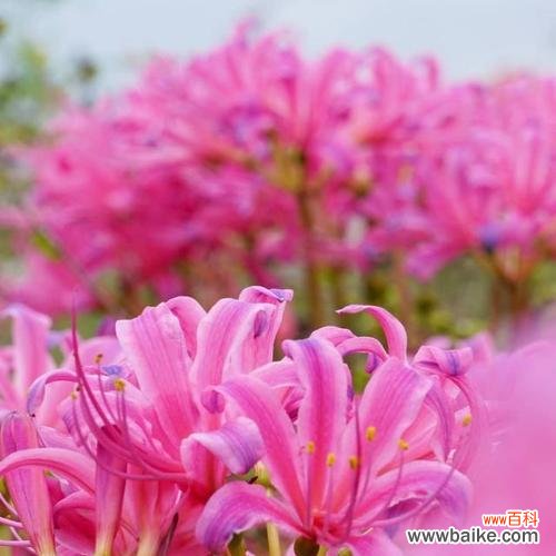 曼珠沙华花语解读，粉色之美 曼珠沙华花语之粉色