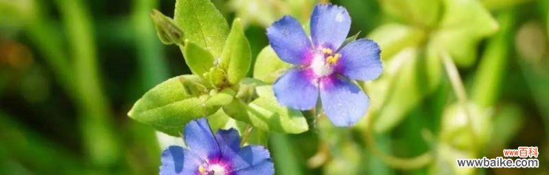 探究繁缕花的花语和代表意义 繁缕花——美丽与坚韧并存的代表