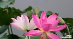 解读荷花的文化内涵 荷花的含义与象征意义