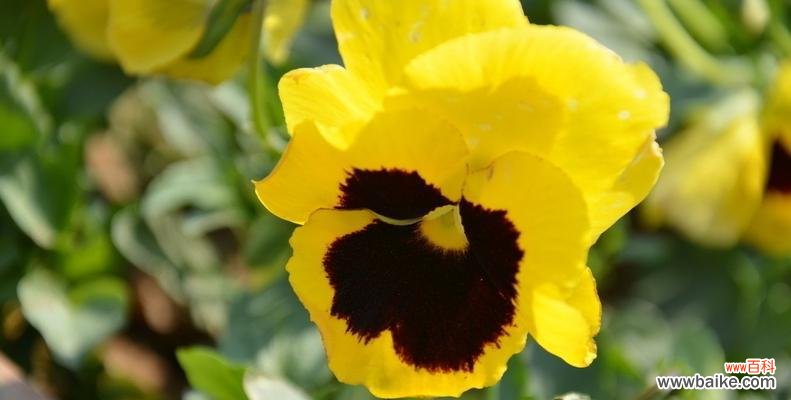 美丽而深刻的花语与象征 三色堇