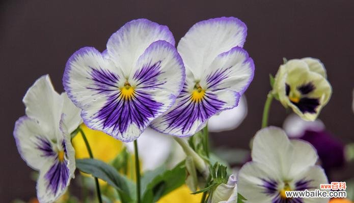 美丽而深刻的花语与象征 三色堇