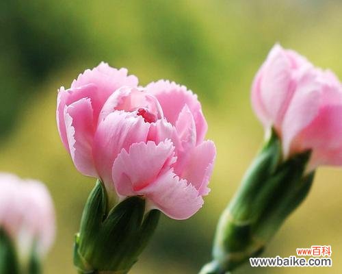 传递爱意、传承情感，粉色康乃馨所代表的含义 粉色康乃馨花语