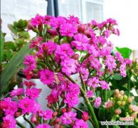 探究长寿花的文化内涵与风水意义 长寿花的寓意与象征风水解读