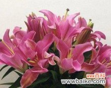 探寻罗宾百合花语的深刻内涵与情感表达 罗宾百合花语的意义与象征