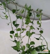 探寻绿萝开花的意义与影响力 绿萝开花的神秘暗示