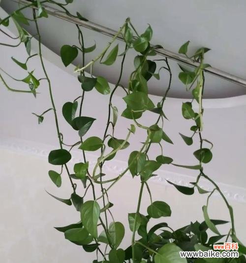 探寻绿萝开花的意义与影响力 绿萝开花的神秘暗示