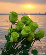 揭开绿玫瑰背后的神秘面纱 绿玫瑰花语及代表意义解析