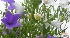 揭示绿色桔梗花所传递的积极能量 绿色桔梗花的花语