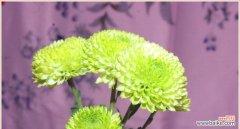 解读绿色菊花的神秘力量与美好寓意 绿色菊花的象征意义与寓意