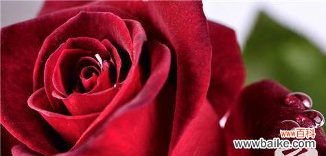 玫瑰对环境的作用是什么意思?它们如何改善我们的生态系统?