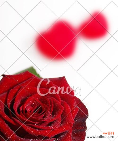 玫瑰花瓣的含义是什么？如何解读玫瑰花的语言？