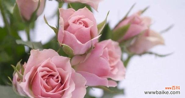 玫瑰花不同颜色代表什么花语？如何选择合适的玫瑰花颜色？