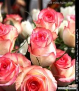 玫瑰花不同颜色代表什么花语？如何选择合适的玫瑰花颜色？