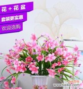 玫瑰花有哪些品种？它们各自代表什么意思？