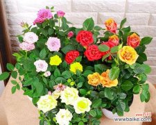 玫瑰花样的植物是什么意思？它代表了哪些象征意义？