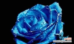 玫瑰花语是什么？不同数量的玫瑰代表什么含义？