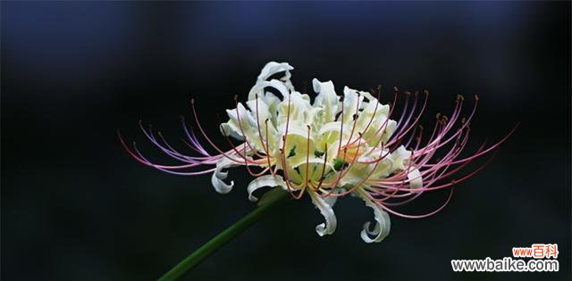 玫瑰石蒜的花语有哪些含义？