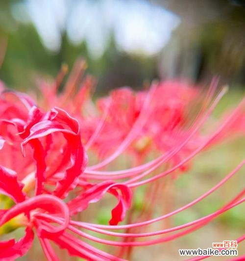 玫瑰石蒜的花语有哪些含义？