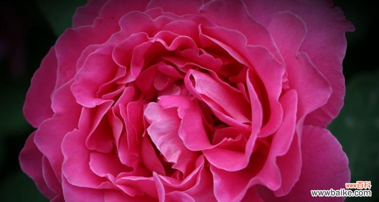 玫红月季有哪些种类?不同种类的花语是什么?