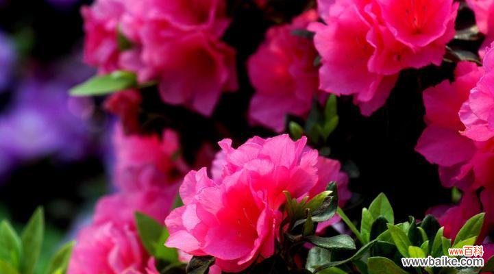 梅花的网名花语是什么?如何选择寓意美好的梅花网名?