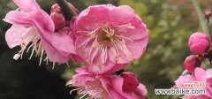 梅花的网名花语是什么？如何选择寓意美好的梅花网名？