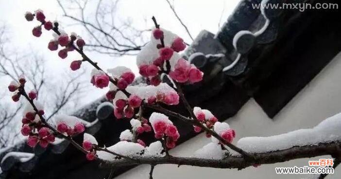 梅花摘心是什么意思？如何正确进行梅花摘心操作？