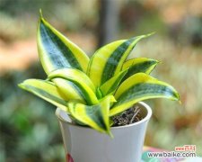 探寻虎尾兰的神秘意义，感悟生命的美好 虎尾兰的花语与意义