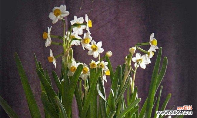探究水仙花语的意义和使用场景，传达美好情感 水仙花语与其象征的内涵