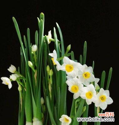 探究水仙花语的意义和使用场景，传达美好情感 水仙花语与其象征的内涵