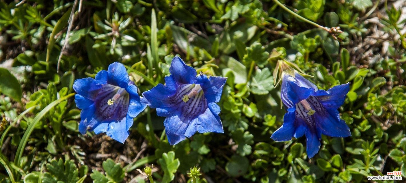 花开的阳光之下,让忧伤也能绽放光彩 龙胆花花语