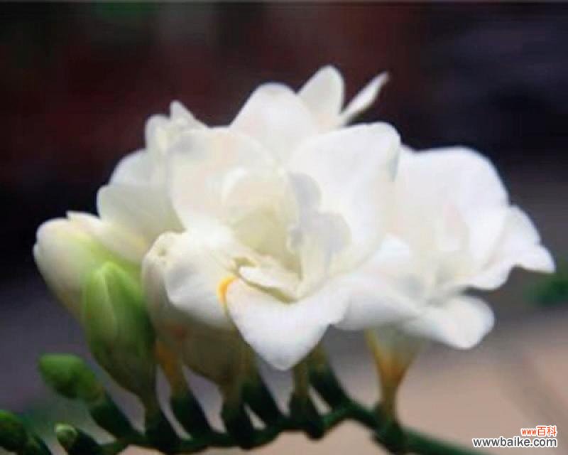 小苍兰的美丽传说与文化意义 小苍兰的花语与寓意