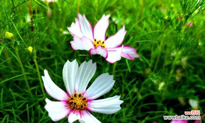 清新纯洁,预示着新生 白色波斯菊花语