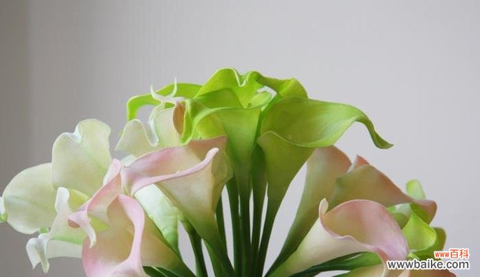 解读白马蹄莲的意义，传递爱与真诚的情感 白马蹄莲的花语