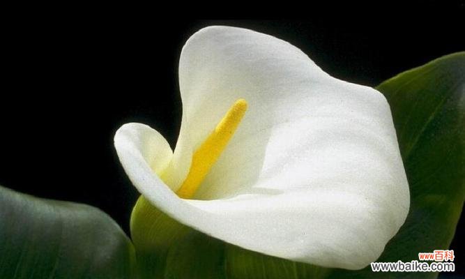 解读白马蹄莲的意义，传递爱与真诚的情感 白马蹄莲的花语