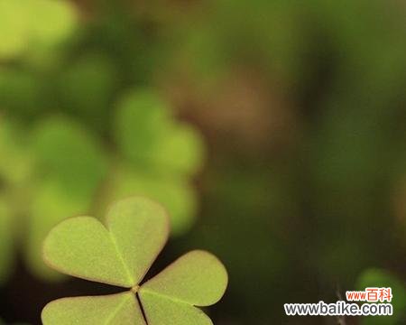 探究三叶草的含义与象征 解读三叶草的文化内涵