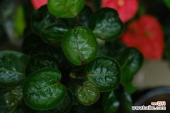 福禄桐的花语和寓意，送人有什么禁忌