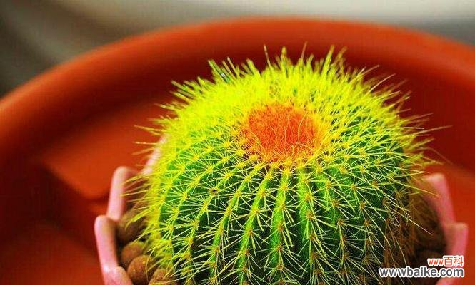 探秘仙人球花语背后的含义 仙人球花语解析