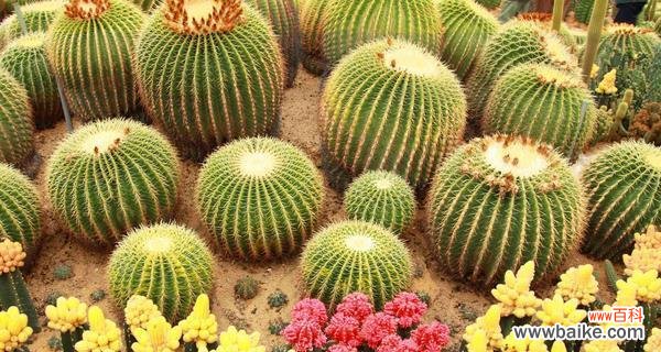 探秘仙人球花语背后的含义 仙人球花语解析