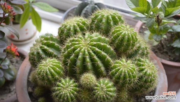 探秘仙人球花语背后的含义 仙人球花语解析