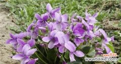 探究紫花地丁的多样寓意，揭开它们背后深刻的心理含义 紫花地丁的花语及寓意