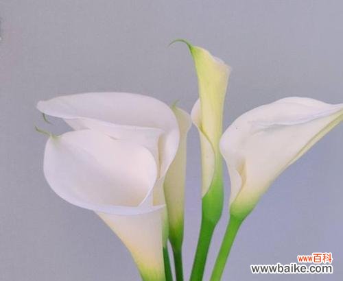 马蹄莲花的美丽与象征意义 马蹄莲