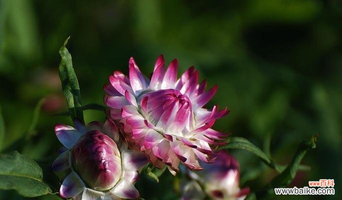 揭示麦秆菊花的奥秘与象征意义 麦秆菊之花语与寓意