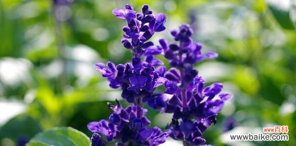 一束麦穗 麦穗的花语与寓意