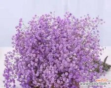 满天星花的象征意义及其美丽外观的赏析 满天星花