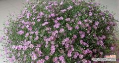 探索满天星花语的美丽和意义 满天星花语的含义与象征