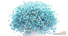 探索满天星花语 满天星花语与寓意的美好象征