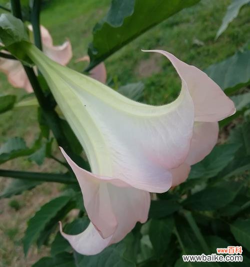 揭示曼陀罗花的象征意义与奥秘 曼陀罗花的神秘之美